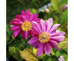 Japanse anemoon - Anemone hupehensis 'Prinz Heinrich'