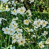 Herfstanemoon - Anemone hybrida 'Honorine Jobert'