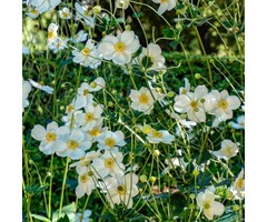 Herfstanemoon - Anemone hybrida 'Honorine Jobert'