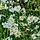 Herfst anemoon - Anemone hybrida 'Honorine Jobert'