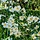 Japanse anemoon - Anemone hybrida 'Honorine Jobert'