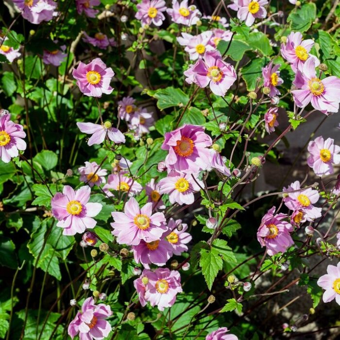 Herfstanemoon - Anemone hybrida 'Konigin Charlotte'