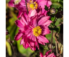Herfstanemoon - Anemone hybrida 'Pamina'