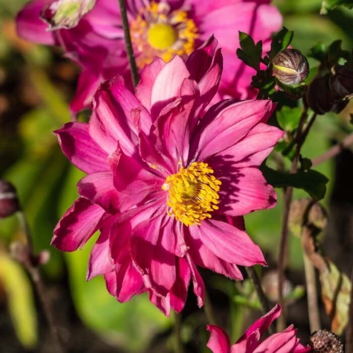 Herfstanemoon - Anemone hybrida 'Pamina'