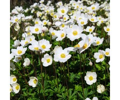 Bosanemoon - Anemone sylvestris