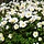 Bosanemoon - Anemone sylvestris