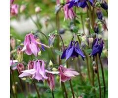 Akelei - Aquilegia 'Biedermeier'