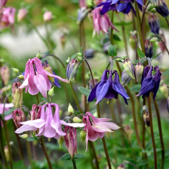 Akelei - Aquilegia 'Biedermeier'