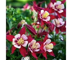Akelei - Aquilegia 'Crimson Star'