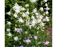 Akelei - Aquilegia 'Kristall'