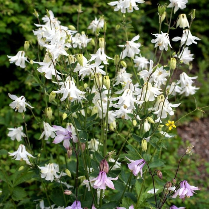 Akelei - Aquilegia 'Kristall'