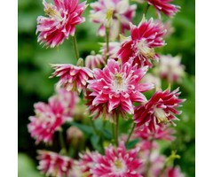Akelei - Aquilegia 'Nora Barlow'