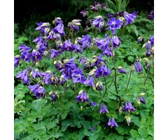 Akelei - Aquilegia alpina