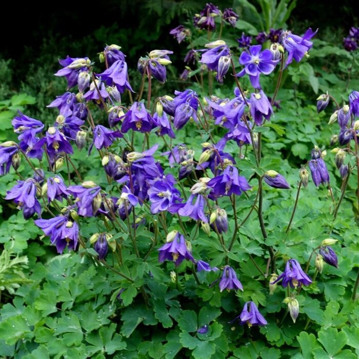 Akelei - Aquilegia alpina