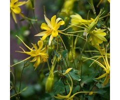 Akelei - Aquilegia chrysantha 'Yellow Queen'