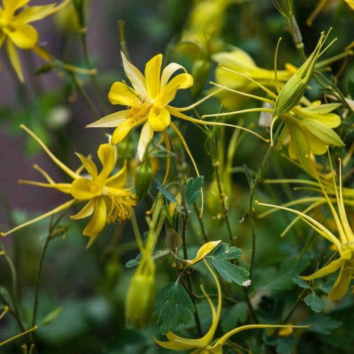 Akelei - Aquilegia chrysantha 'Yellow Queen'