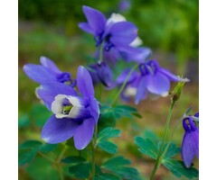 Akelei - Aquilegia flabellata 'Ministar'