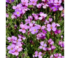 Rijstebrij - Arabis caucasica 'Pinkie'