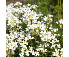 Rijstebrij - Arabis caucasica 'Snowcap'