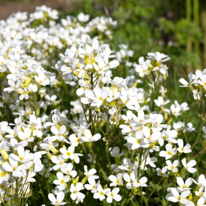Rijstebrij - Arabis caucasica 'Snowcap'