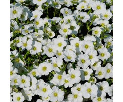 Zandkruid - Arenaria montana