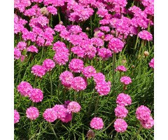 Engels gras - Armeria maritima 'Splendens'