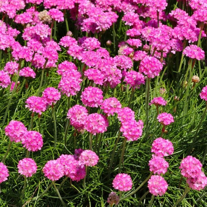 Engels gras - Armeria maritima 'Splendens'