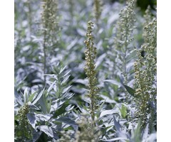 Alsem - Artemisia ludoviciana 'Silver Queen'