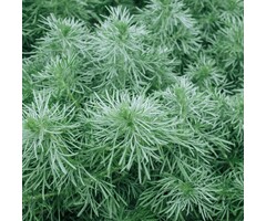 Alsem - Artemisia schmidtiana 'Nana'