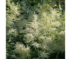 Geitebaard - Aruncus aethusifolius