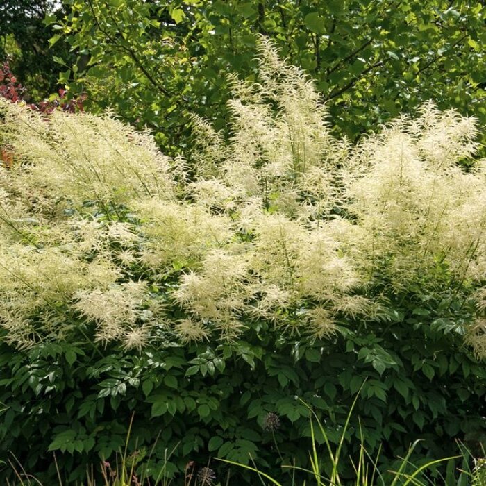 Geitebaard - Aruncus dioicus