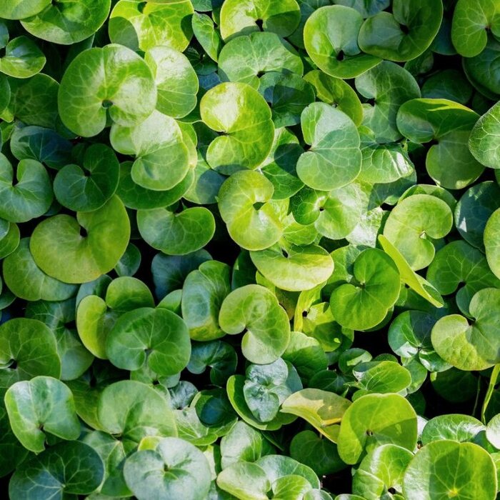 Mansoor - Asarum europaeum