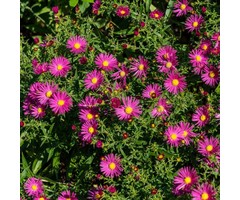 Herfstaster - Aster 'Bahamas'