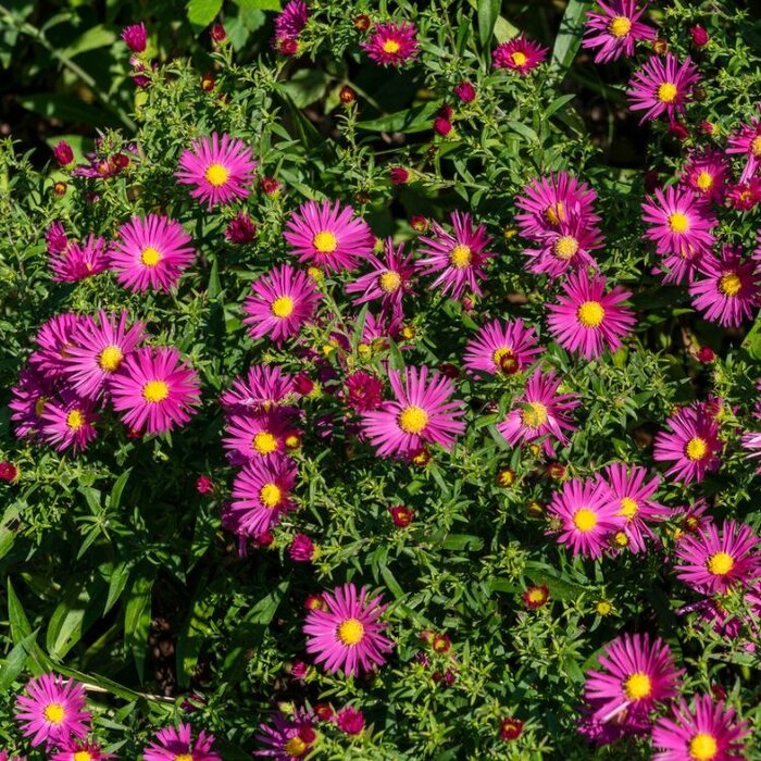 Herfstaster - Aster 'Bahamas'