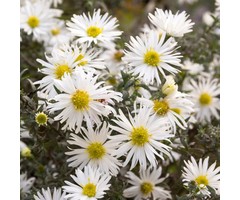 Herfstaster - Aster 'Monte Cassino'