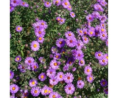 Herfstaster - Aster 'Samoa'