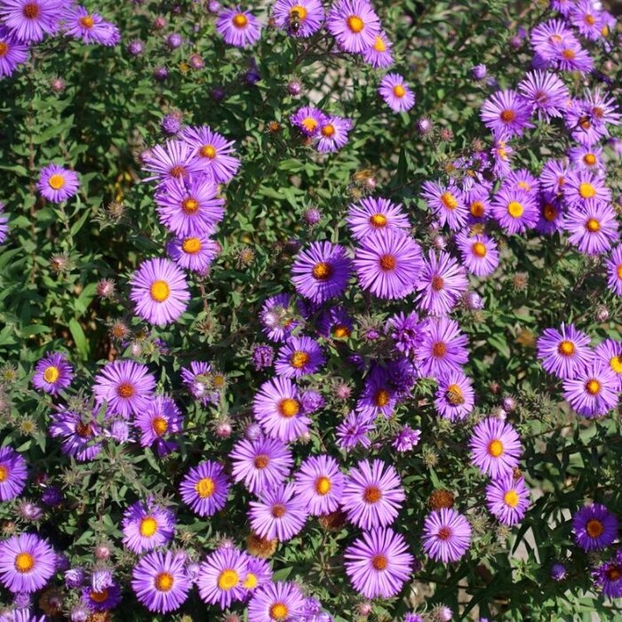 Herfstaster - Aster 'Samoa'