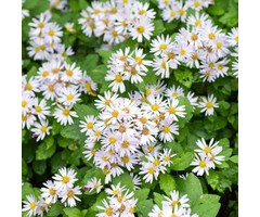 Dwergaster  - Aster ageratoides 'Asran'