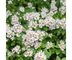Dwergaster - Aster ageratoides 'Stardust'