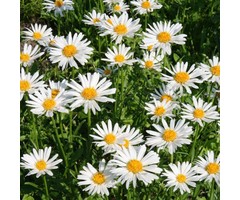 Herfstaster - Aster alpinus 'Albus'