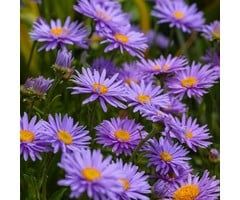 Herfstaster - Aster alpinus 'Dunkle Schone'