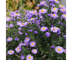 Herfstaster - Aster amellus 'Rudolf Goethe'