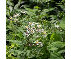 Herfstaster - Aster divaricatus