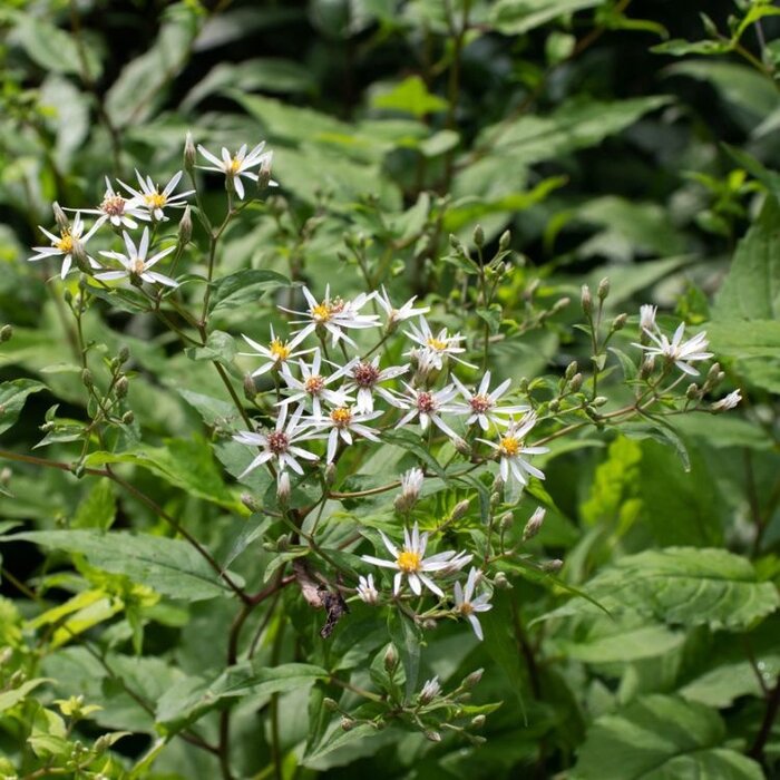Herfstaster - Aster divaricatus