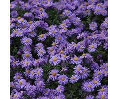 Herfstaster - Aster dumosus 'Lady in Blue'