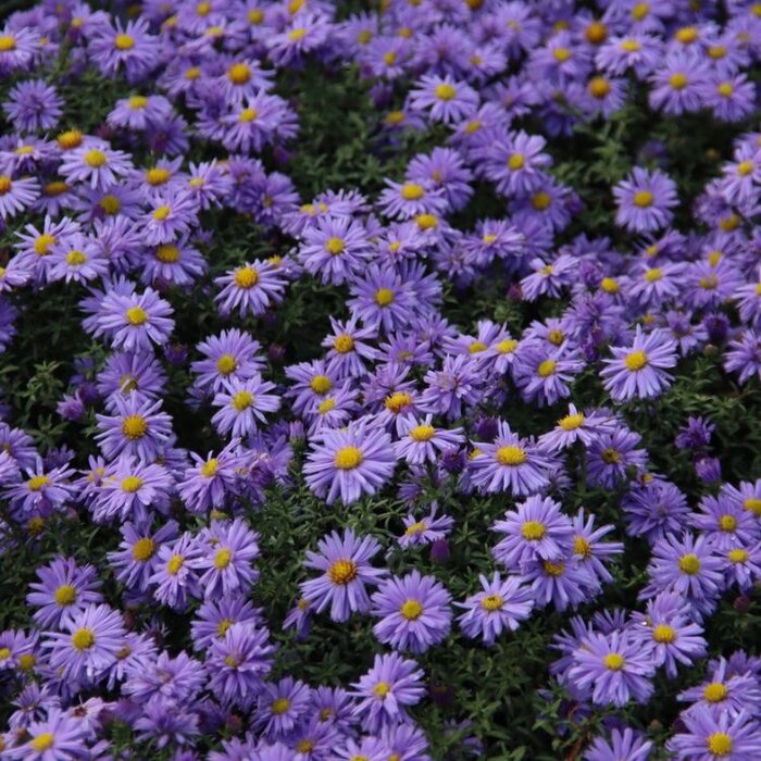 Herfstaster - Aster dumosus 'Lady in Blue'