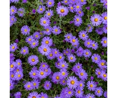 Herfstaster - Aster dumosus 'Prof. Anton Kippenberg'