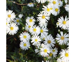 Dwergaster - Aster dumosus 'Schneekissen'