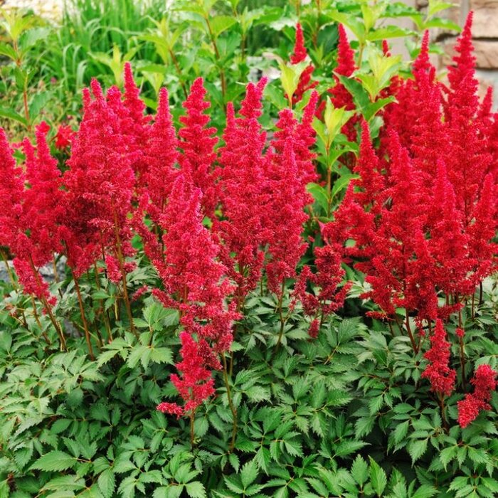 Spirea - Astilbe arendsii 'Fanal'
