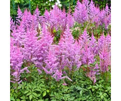 Spirea - Astilbe chinensis 'Pumila'